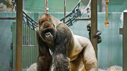 Dood van Bokito heeft enorme invloed op groep apen bij Blijdorp