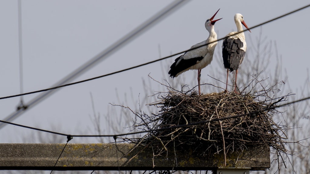 Na dassenburchten brengen nu ooievaarsnesten het spoor in gevaar: 'Loodzwaar'