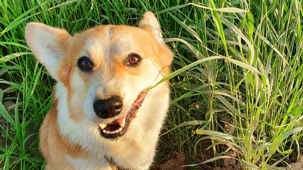 Waarom honden gras eten en wanneer je moet ingrijpen