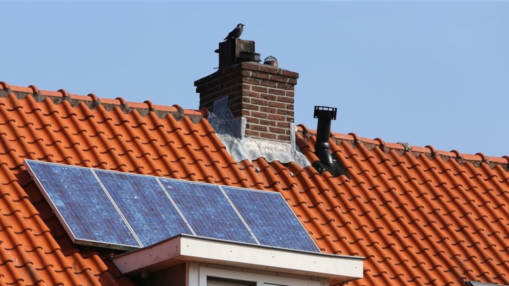 Kwetterende kauwen vinden nieuw thuis onder zonnepanelen: 'Pokkenherrie'