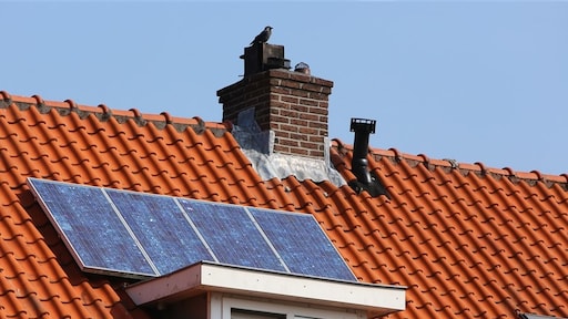 Kwetterende kauwen vinden nieuw thuis onder zonnepanelen: 'Pokkenherrie'