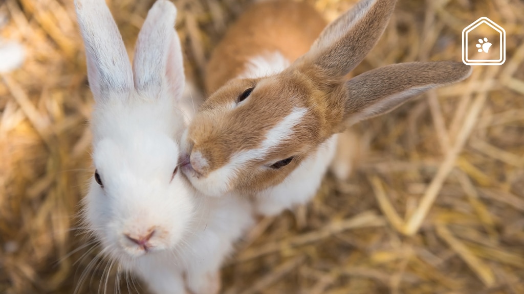 Deze huisdieren kunnen niet alleen zijn en hebben een soortgenoot nodig