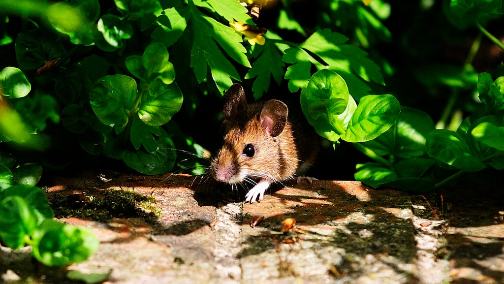 'Die schattige muisjes in de tuin doden, dat is toch wreed?'