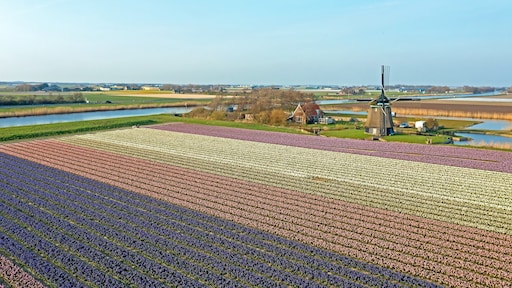 Kleurrijke bollenvelden vaak vol gif: 'Risico's nog weinig onderzocht'