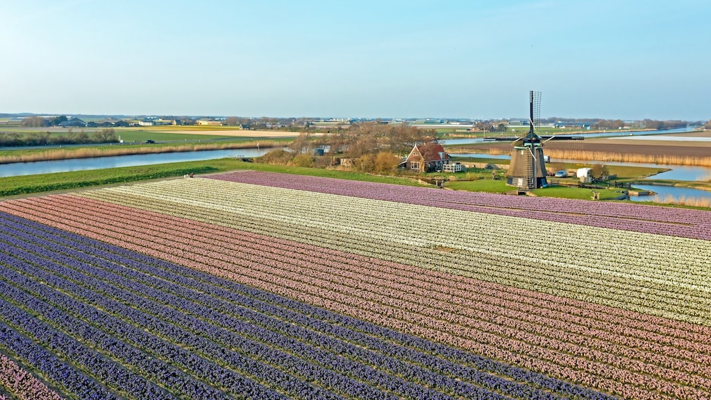 Kleurrijke bollenvelden vaak vol gif: 'Risico's nog weinig onderzocht'
