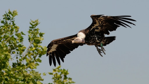 Gier beleeft al dagen groot avontuur in Zeeland na ontsnapping uit Blijdorp