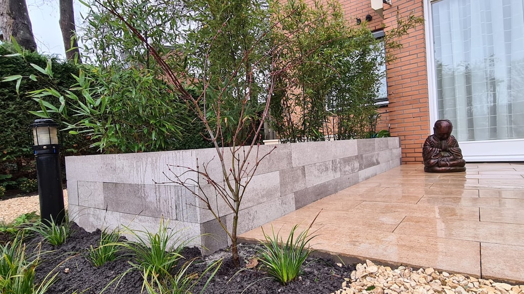 De Japanse Esdoorn die later in het jaar prachtige, rode bladeren krijgt.