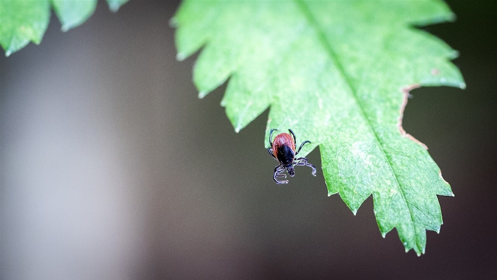 Opgepast: komende weken grotere kans op tekenbeten