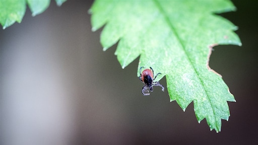 Opgepast: komende weken grotere kans op tekenbeten