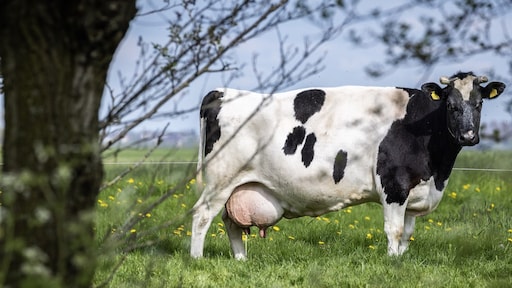 Groen licht uit Brussel voor 'woest aantrekkelijke' uitkoopregeling boeren