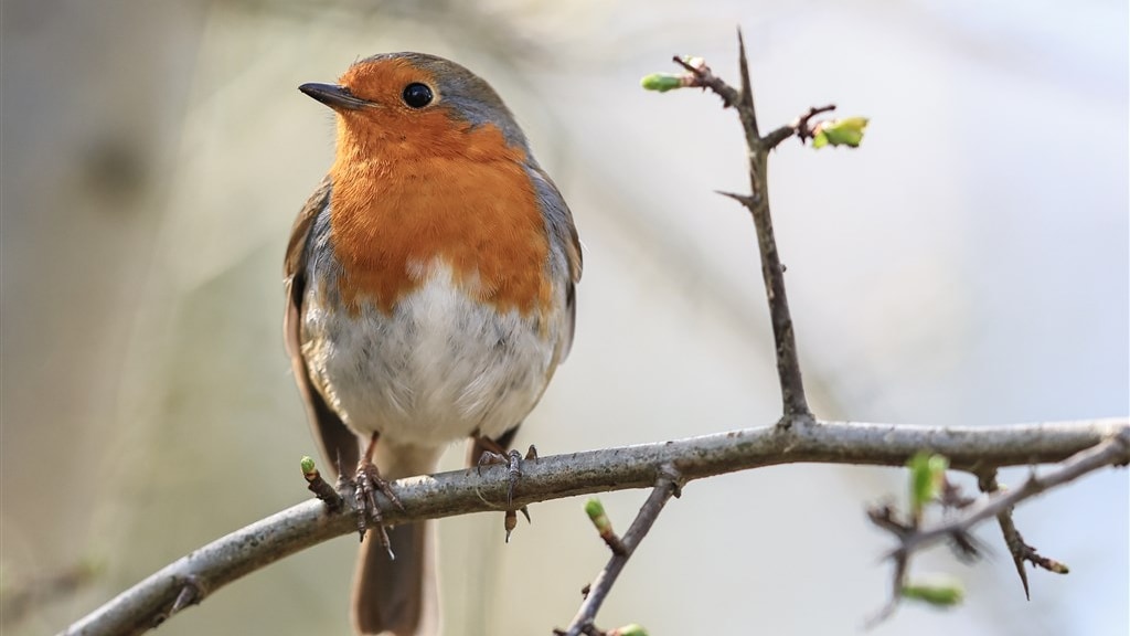 Festivals zitten broedseizoen in de weg: 'Vogels kunnen doof worden'
