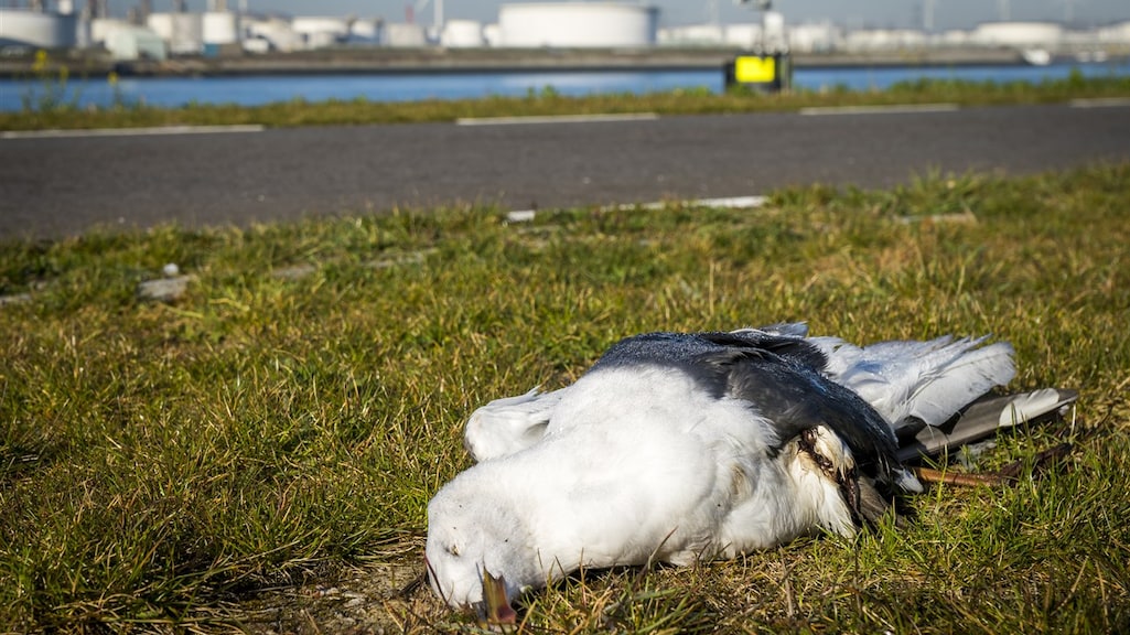 Vogelgriep velt honderden meeuwen in Flevoland, 'uitzonderlijk veel'