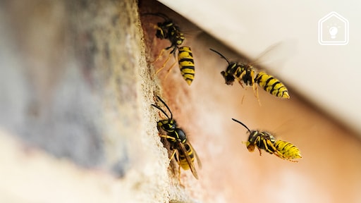 Wespennest in de spouwmuur: zo bestrijd én voorkom je het