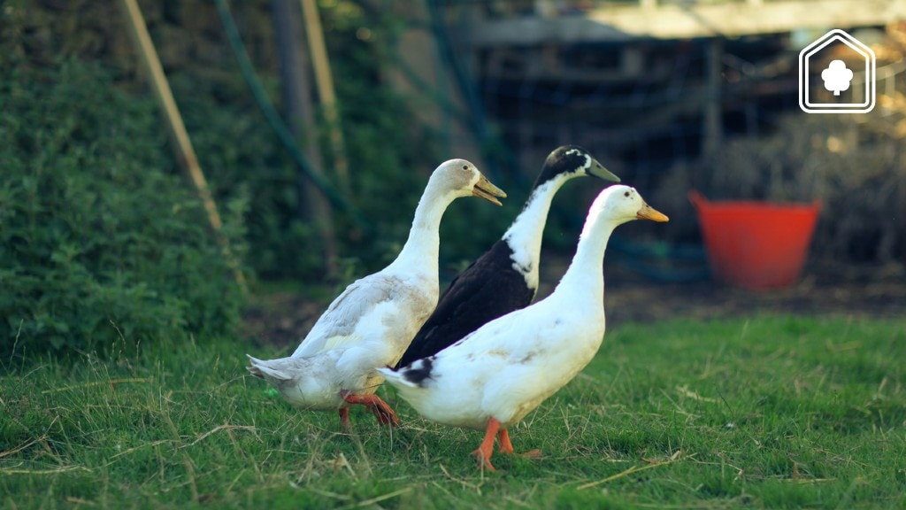 Om deze redenen zijn loopeenden in je tuin ontzettend nuttig