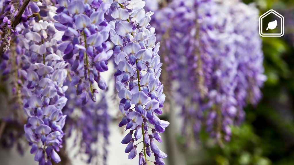 Dit zijn de voor- én nadelen van de blauweregen