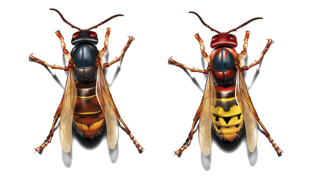De Aziatische hoornaar (links) en de Europese hoornaar (rechts).