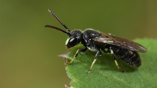 Bijzondere vondst in Arnhem: twee zeer zeldzame bijensoorten