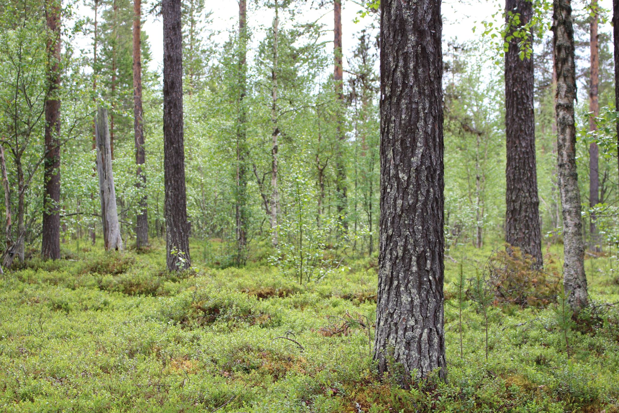 Het bos van HaliPuu.