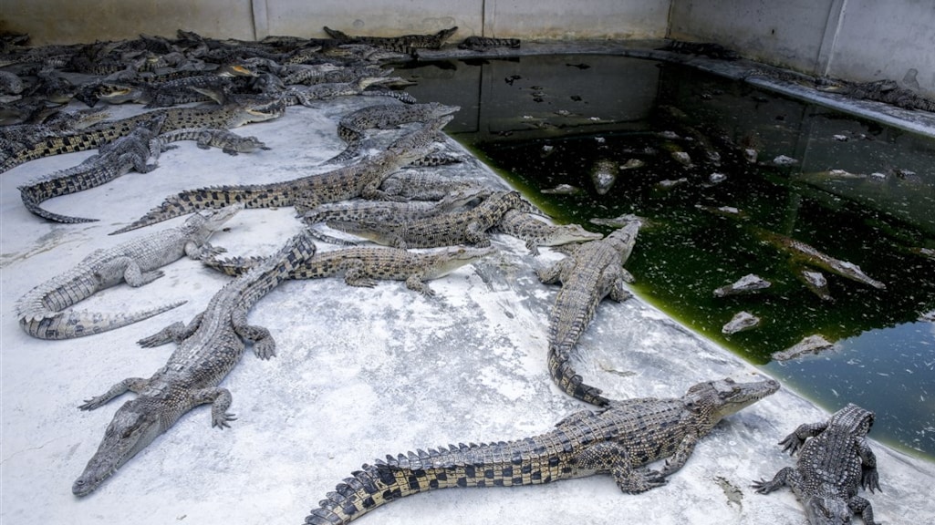 Verzorger verscheurd door 40 krokodillen na val in verblijf in Cambodja