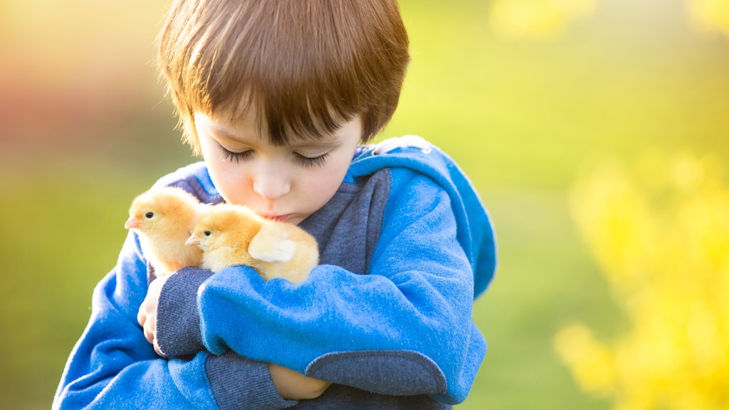 Kuikens voorlezen en knuffelen? Dat is toch hét middel voor wereldvrede