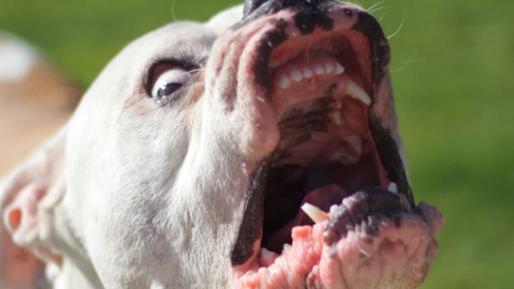 Hond bijt vrouw (72) in Engeland op straat dood