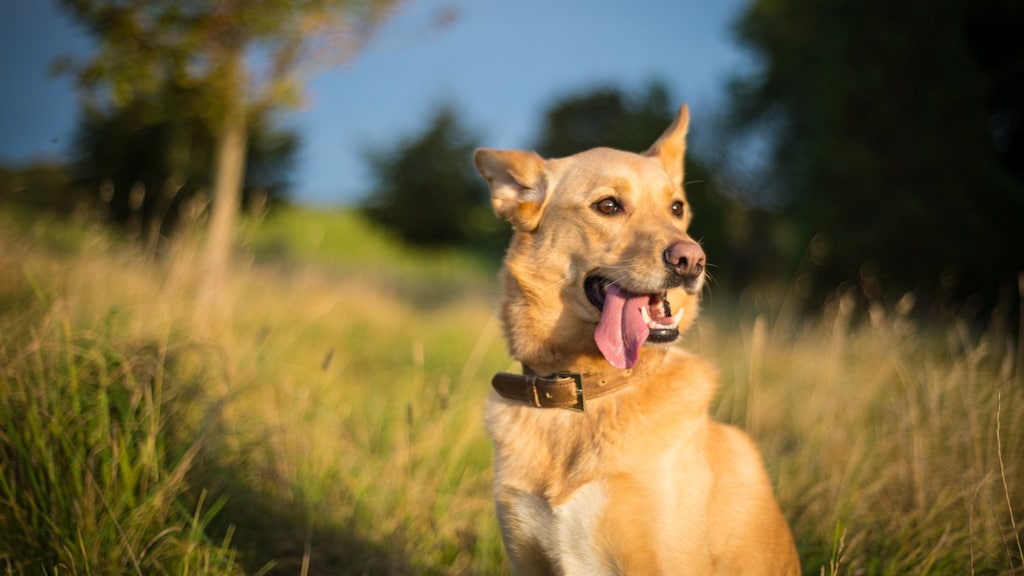 Hatsj-woef! Ook jouw hond (of kat) kan last hebben van hooikoorts