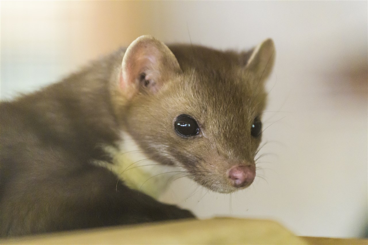 Aantal steenmarters in vijf jaar verdubbeld, bewoners de klos