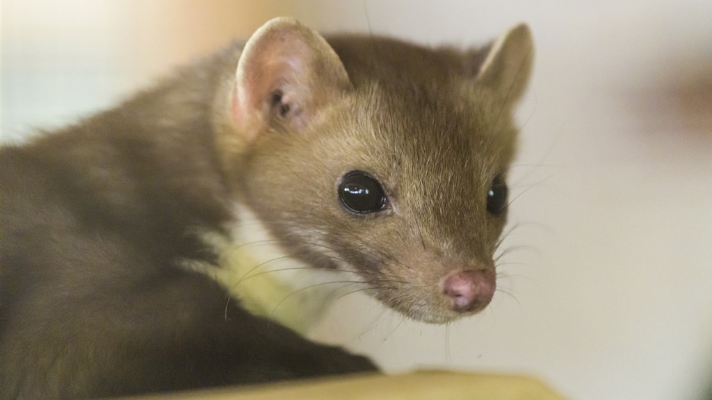 Aantal steenmarters in vijf jaar verdubbeld, bewoners de klos