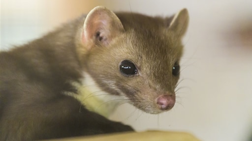 Aantal steenmarters in vijf jaar verdubbeld, bewoners de klos