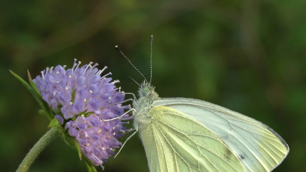 Geen gezoem op het gazon: waar zijn de insecten?