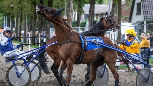 Dier&Recht: stop met draverijen, paarden zijn bang en hebben pijn