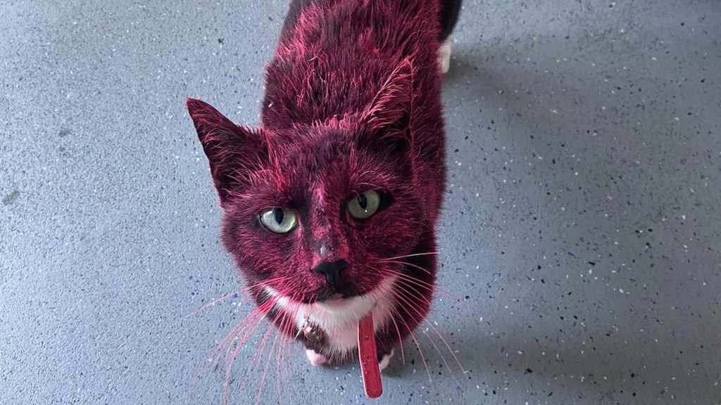 De kat van Shira kwam roze thuis: 'Chemische, niet-uitwasbare lakverf'