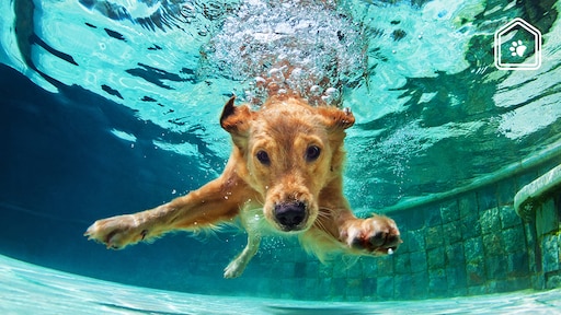Hier moet je op letten als je je hond wil laten zwemmen