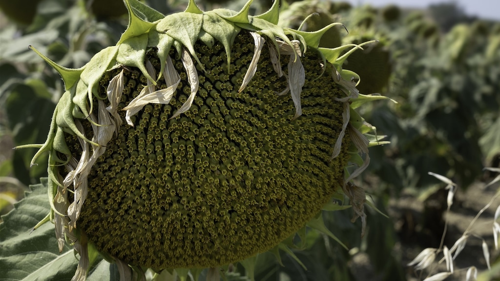 Een verdorde zonnebloem.