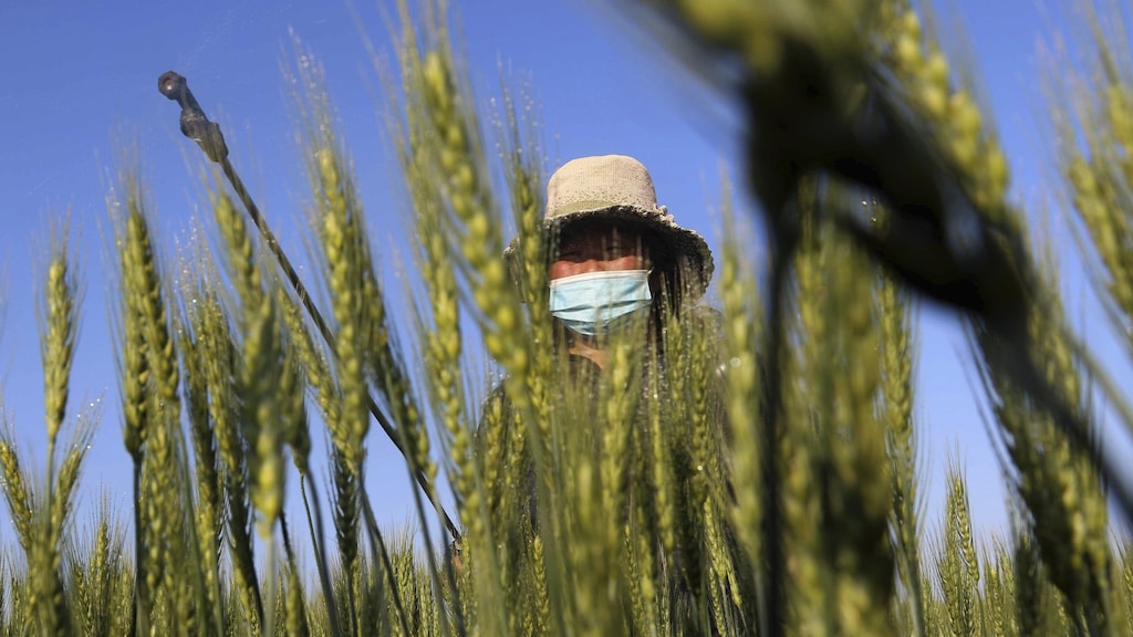 Boerin besproeit graan met bestrijdingsmiddelen. Foto uit archief