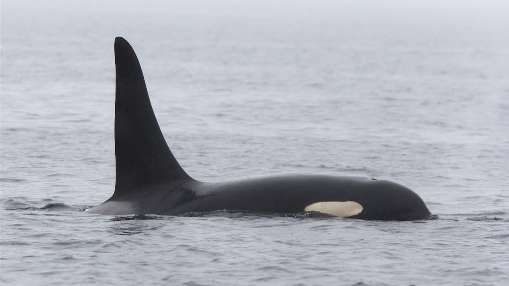 Al drie jaar vallen orka's boten aan in Spanje, maar waarom?