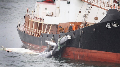 Walvisjacht in IJsland stilgelegd: begin van een definitief einde?