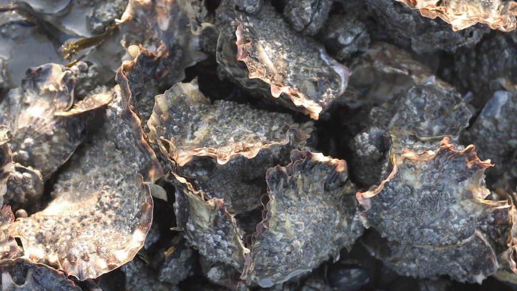 Japanse oester, Crassostrea gigas