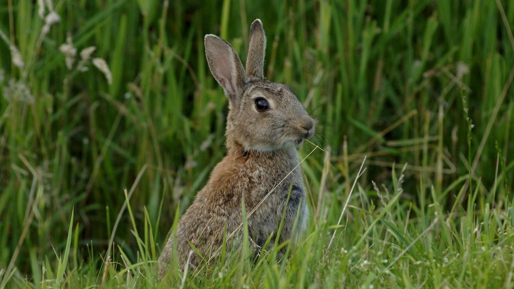 Europees konijn, Oryctolagus cuniculus