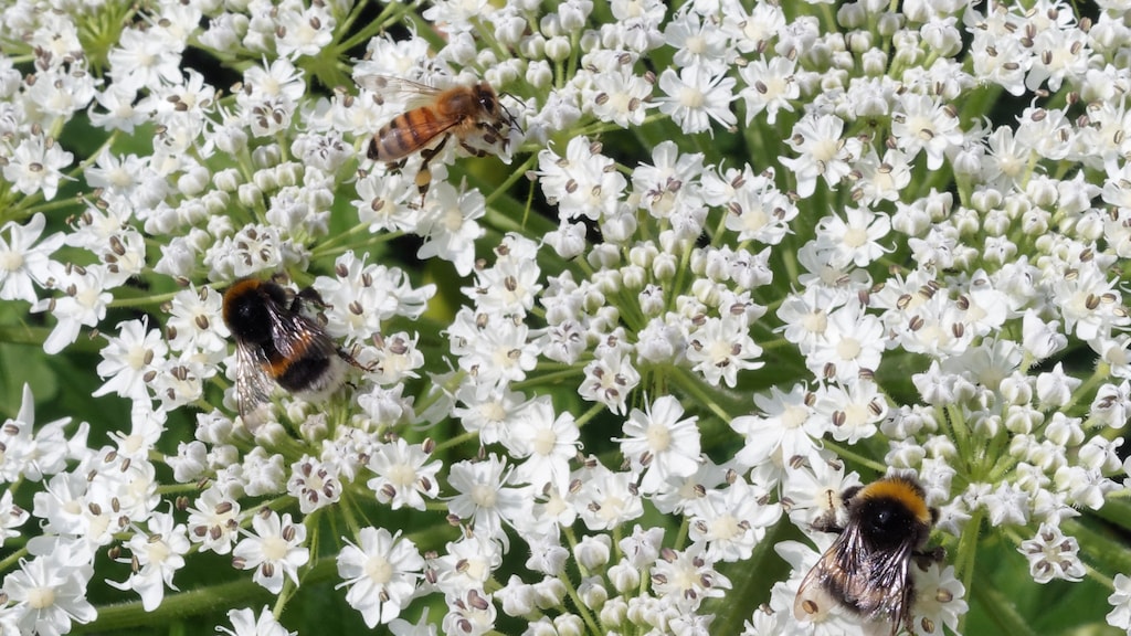 Exoten soms onterecht gehaat: 'Kunnen nuttig zijn voor onze natuur'