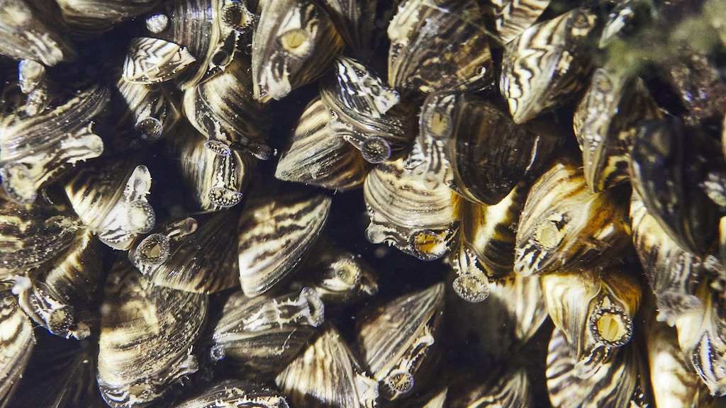 Driehoeksmossel, Dreissena polymorpha