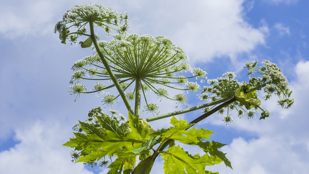 Reuzenberenklauw, Heracleum mantegazzianum
