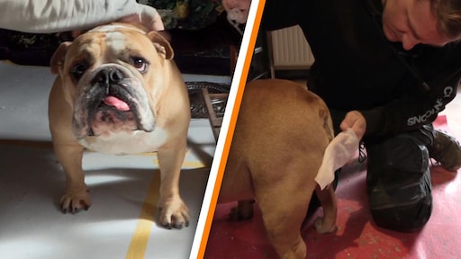 Hond Maxime Meiland poept en plast van zich af in Code Rosé: 'Dierenmishandeling'