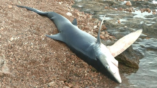 Haaien duiken op bij Spaanse stranden: experts staan voor een raadsel