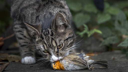 Katten dood na besmetting vogelgriep Polen: dit zeggen deskundigen