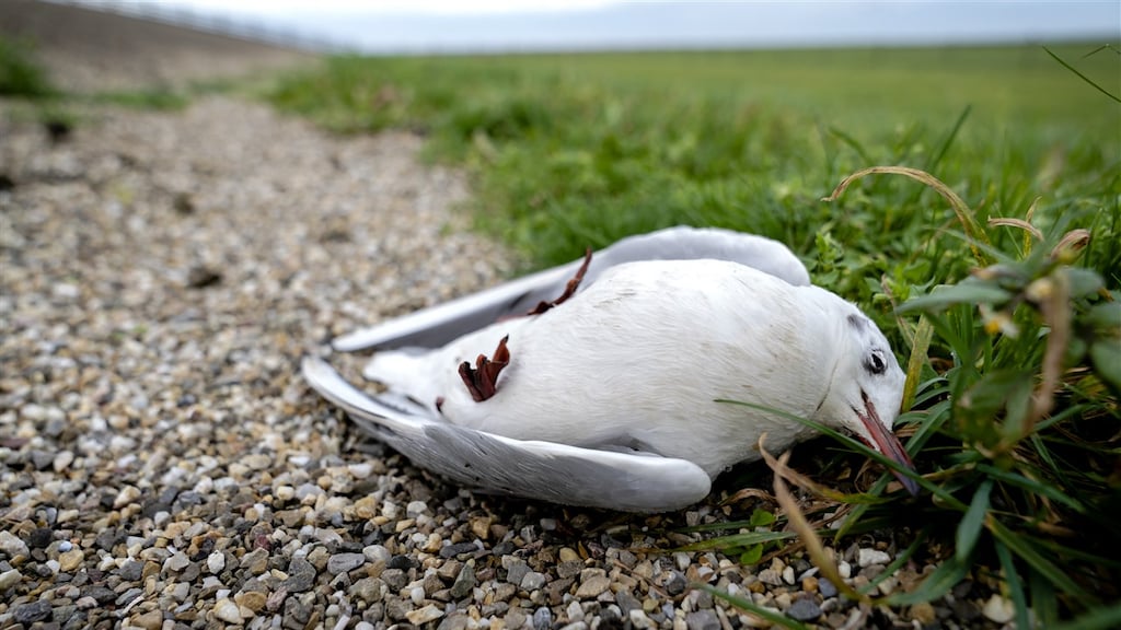 Een kokmeeuw, vermoedelijk aan de vogelgriep overleden.