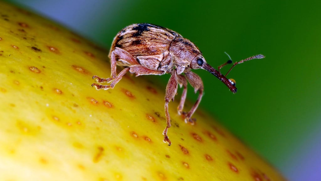 Kever vreet appelbomen kaal – en daar is niets tegen te doen: 'Desastreus voor oogst'