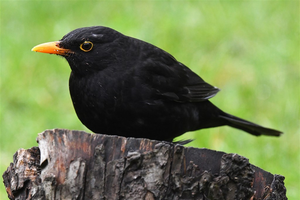 Merels zijn een stuk minder monogaam dan bijvoorbeeld zwanen of ganzen 