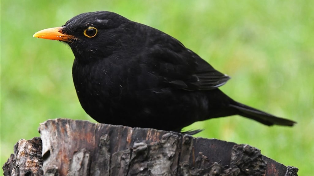 Merels zijn een stuk minder monogaam dan bijvoorbeeld zwanen of ganzen