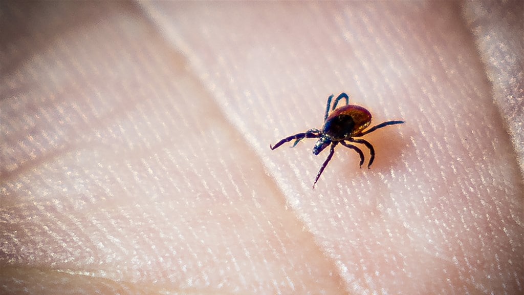 Aantal diagnoses ziekte van Lyme onverminderd hoog: 'Check goed op teken'